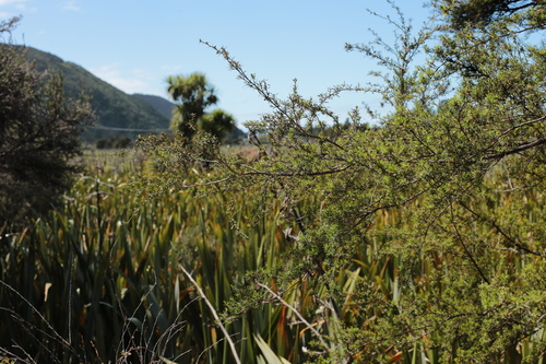 Kunzea ericoides observed 2026-10-17