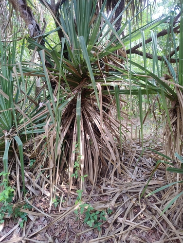 Screw Palm
