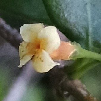 Alyxia stellata observed 2026-10-17