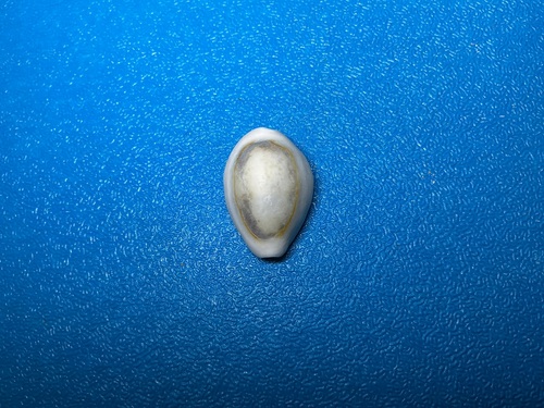 Monetaria annulus observed 2026-10-18