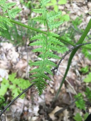 Pteridium pinetorum