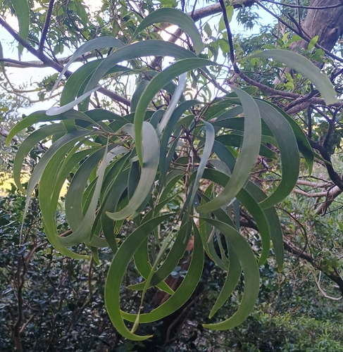 Acacia koa, 2026-10-17