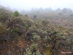 Cistus atriplicifolius