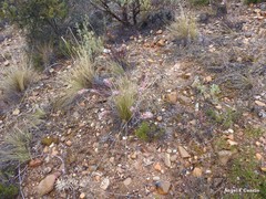 Euphorbia nicaeensis