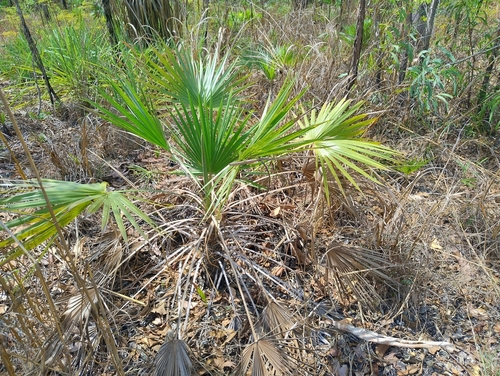 Sand Palm