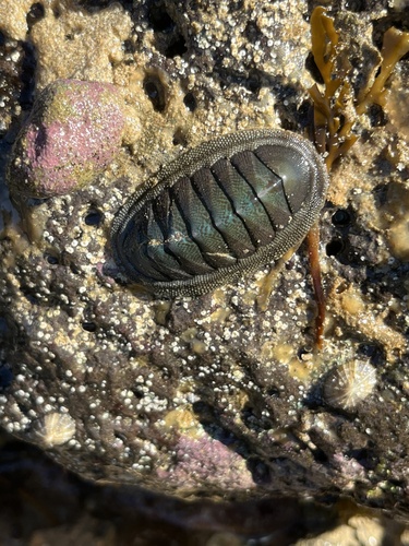 Ischnochiton australis observed 2026-10-18