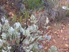 Cistus atriplicifolius