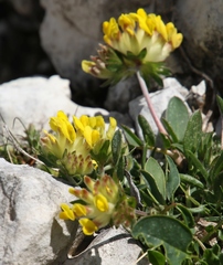 Anthyllis vulneraria alpestris