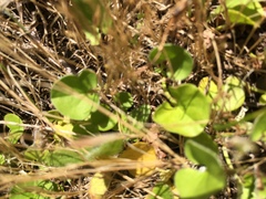 Dichondra donelliana