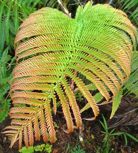 Sadleria cyatheoides observed 2026-10-17