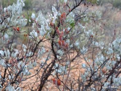 Cistus atriplicifolius