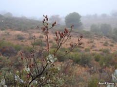 Cistus atriplicifolius