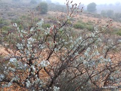 Cistus atriplicifolius