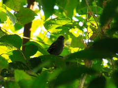 Thamnophilus punctatus