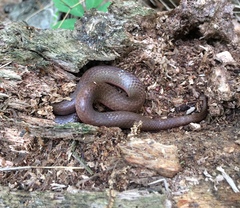 Carphophis amoenus amoenus