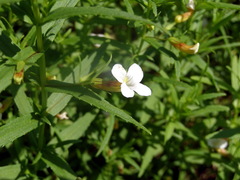 Gratiola officinalis