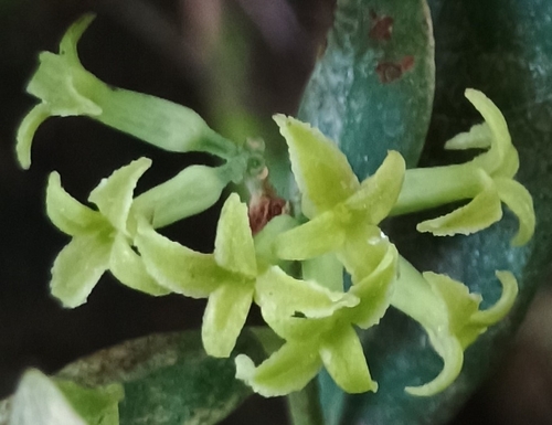 Wikstroemia oahuensis observed 2026-10-17