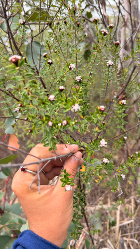 Spyridium scortechinii observed 2026-10-17