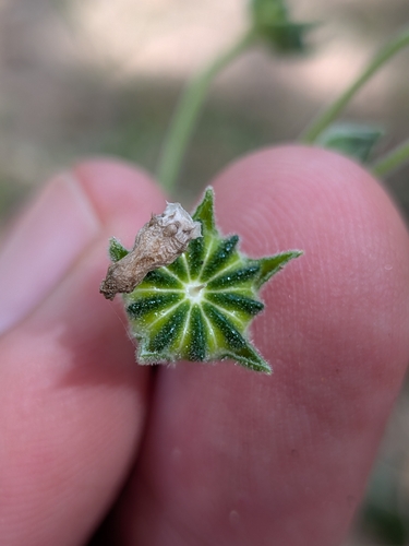 Anoda palmata (Anoda palmata)