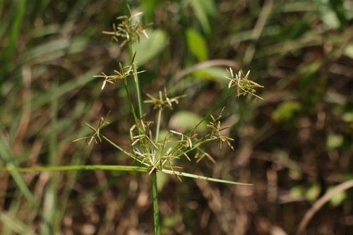 Cyperus haspan observed 2026-10-16