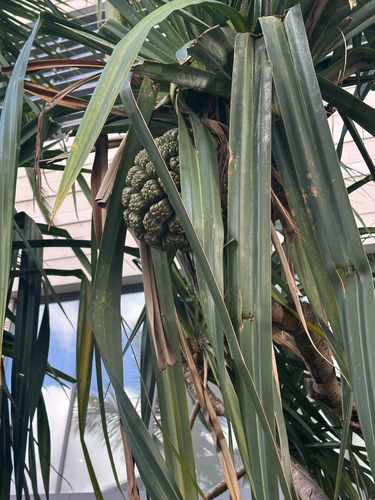 Pandanus tectorius observed 2026-10-17