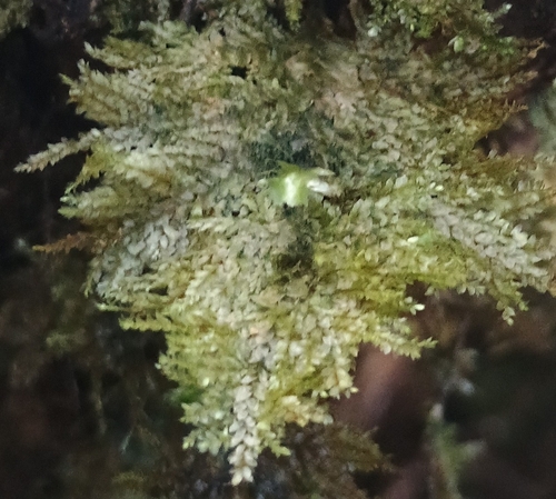Homaliodendron flabellatum observed 2026-10-17