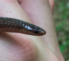Carphophis amoenus amoenus