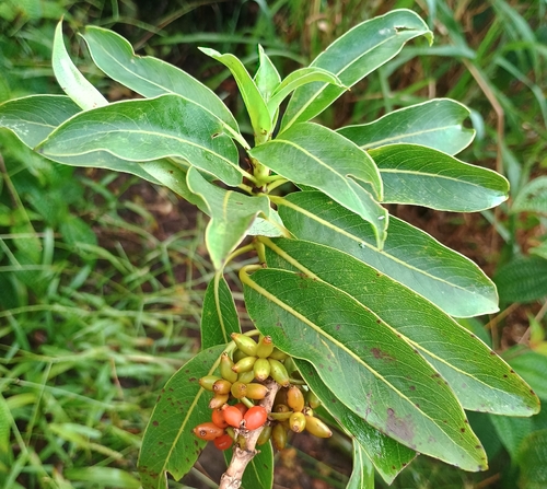 Coprosma longifolia observed 2026-10-17