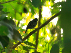 Thamnophilus punctatus