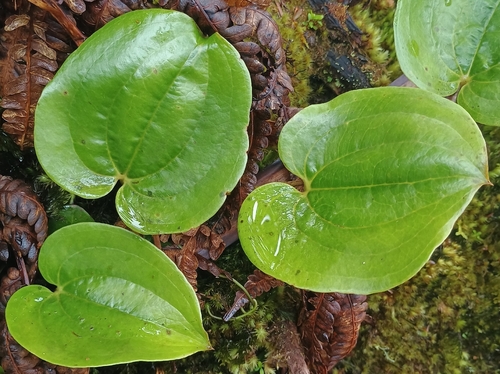 Smilax melastomifolia observed 2026-10-17