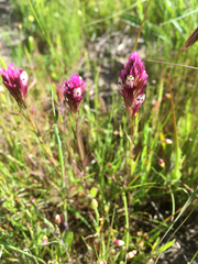 Castilleja densiflora densiflora