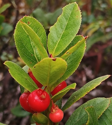 Vaccinium calycinum observed 2026-10-17