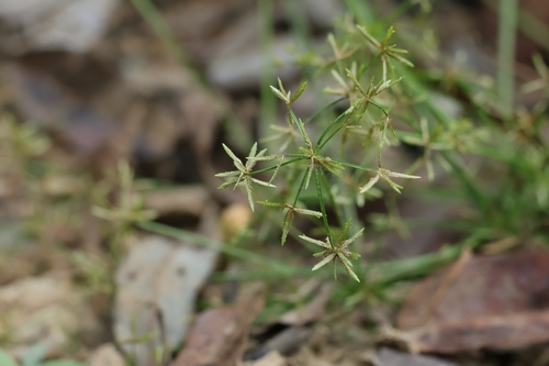 Cyperus haspan observed 2026-10-17
