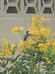 Trochilidae