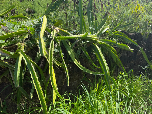 Cereus, 2026-10-17