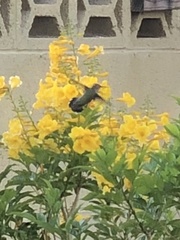 Trochilidae