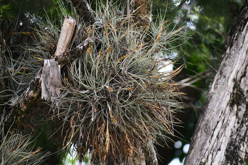 Tillandsia schiedeana observed 2026-10-17