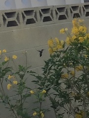 Trochilidae