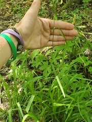Carex gracillima
