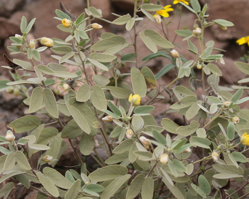 Senna bauhinioides, 2026-10-17