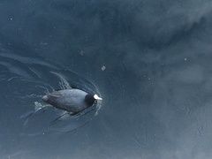 Fulica atra