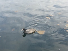 Fulica atra
