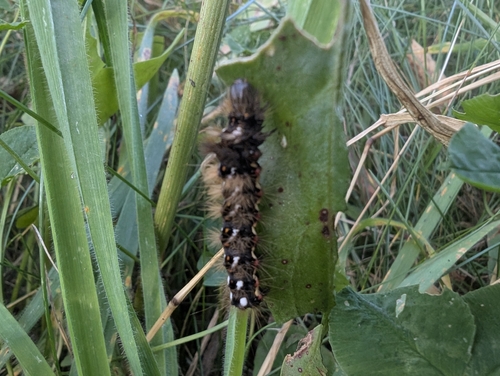 Knot Grass Moth