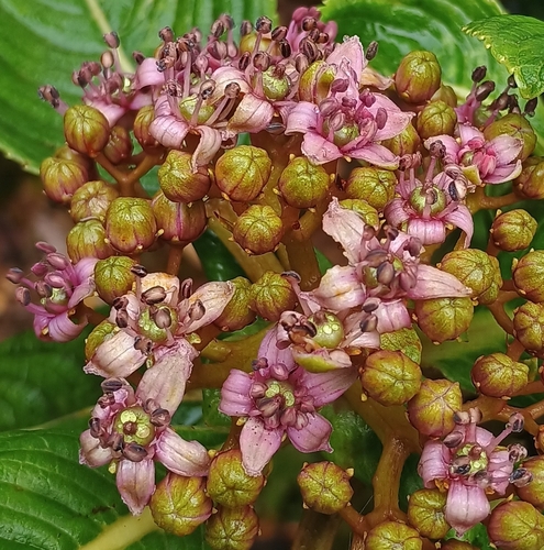 Hydrangea, 2026-10-17