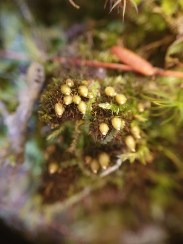 Diphyscium foliosum observed 2026-10-17
