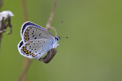 Plebejus argyrognomon