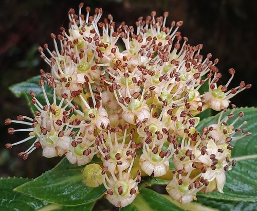 Hydrangea, 2026-10-17
