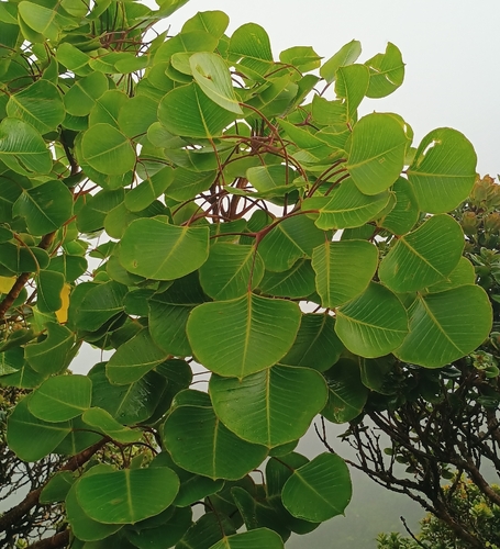 Cheirodendron platyphyllum observed 2026-10-17