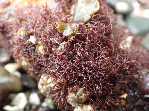 Caulacanthus observed 2026-10-14