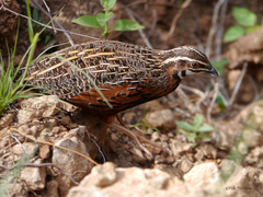 Coturnix delegorguei